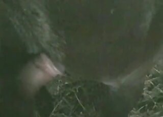 ينزلق قضيب الرجل اللطيف داخل مهبل هذا الحيوان الأسود الضخم