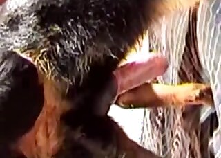 Black animal is ready to get fucked passionately by a gay zoophile