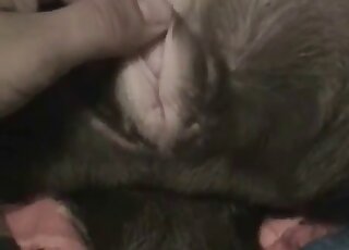 رجل يُدخل أحد أصابعه في فتحة شرج هذا الحيوان الجشع