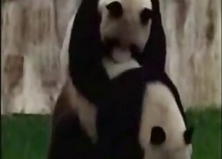 مجموعة من مشاهد الجنس مع الحيوانات مع النمور والفيلة