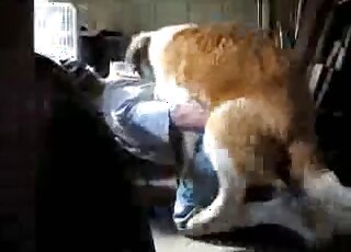 رجل يرتدي شورتًا قصيرًا يسمح لهذا الكلب البني بممارسة الجنس مع شرجه