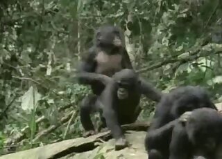 القرد الأسود يتصرف بذكاء قبل ممارسة الجنس مع قرد أسود آخر بقوة