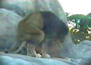 أسود مثيرة تستمتع بالضرب العنيف في حديقة الحيوانات أو شيء من هذا القبيل