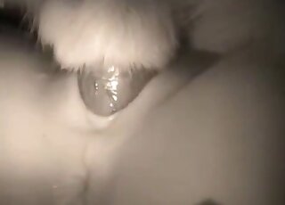 مهبل محب للحيوانات الساخنة يتم ضربه في المبشر من قبل كلب