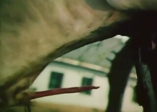 Different animals consumed by the same lust in free online pornos