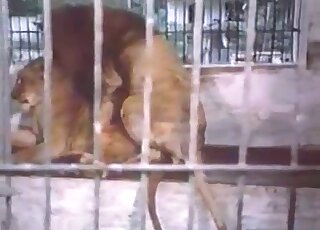 أسد مثير يمارس الجنس مع لبؤة في فيلم إباحي عاطفي هنا بجودة عالية