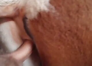 حيوان بني مثير سعيد عندما يشعر بقضيب بشري ضخم بداخله