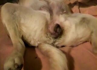 Dude manages to insert his stiff penis into this dog's tight hole