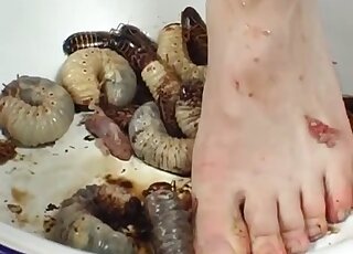 Good session with animals that get stomped on and devastated