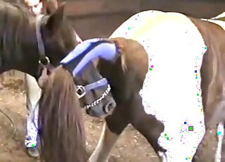 Amateur folks give a close-up of two horny horses while fucking