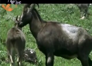 تجميع الجنس لمختلف الحيوانات البرية أثناء الجماع