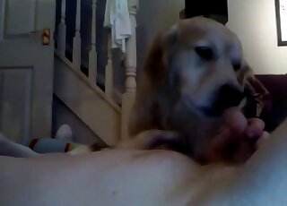 رجل كاميرا الويب يستخدم كلبين من لابرادور لممارسة اللعق الثلاثي