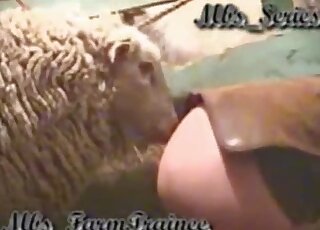 عاهرة ناضجة تريد أن يمارس اللاما الجنس معها في الإسطبل