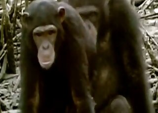 مقطع من فيلم وثائقي عن الحياة البرية تم القبض على اثنين من الشمبانزي يمارسان الجنس