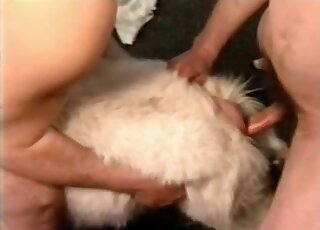 Calm goat gets nailed up the butt by aroused zoophiliac