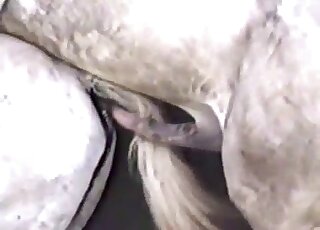 Camera caught the moment of sexual intercourse between two horses