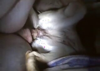 كلبة ترقد بهدوء بينما يتم تثبيتها بواسطة سيدها