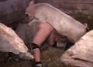 عاهرة ناضجة قصيرة الشعر تنتظر الجنس الشرجي والفرج من الخنزير