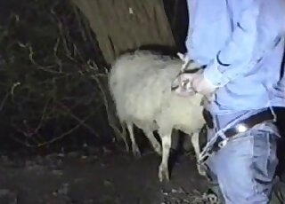 Dressed gentleman wants to get a blowjob from sheep