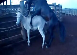 مربي ماشية يستدرج حصانًا أسود عملاقًا لممارسة الجنس مع حيوان آخر