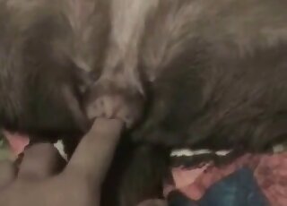 هاوٍ مولع بالحيوانات يعشق لمس الأعضاء التناسلية للكلاب