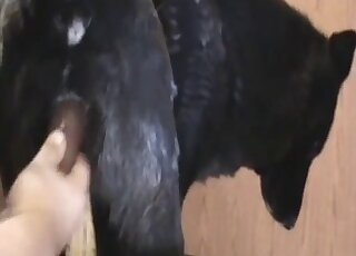 كلبة سوداء تحصل على مهبل كلب مثقوب بقوة باستخدام لعبة جنسية