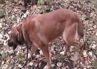 رجل عجوز يستمتع بممارسة اللواط مع كلب الراعي الألماني في الهواء الطلق