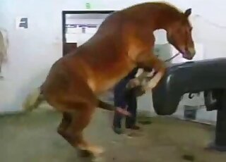 PMV zoo compilation - Aroused horses are shown having sex in nature