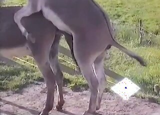 لقطة مقربة لتزاوج الحمير مع حيوان جونسون العملاق