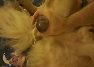Animal porn - CBT treatment for the dog from his perverted master