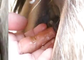 يتم دهن مؤخرة الحصان بالزيت من أجل إدخال إصبعه الشرجي من قبل إنسان