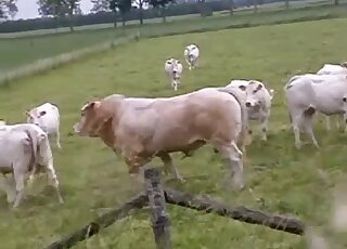 ثور شهواني يستعد لمضاجعة بقرة في الهواء الطلق