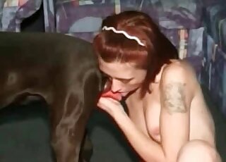 عاهرة شهوانية تحب مص ذلك القضيب الأحمر لكلبها في المنزل