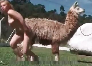 Filthy slut is about to start making out outdoors with alpaca