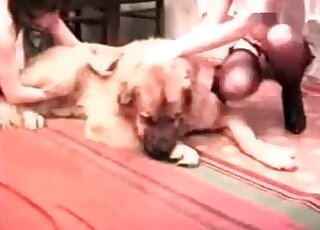 كلب ضخم يتعرض للإغراء من قبل اثنين من العاهرات الشهوانيات في المنزل