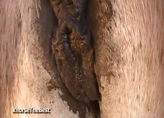 كاميرا هواة تصور جلسة تزاوج بين الحمير في مزرعة