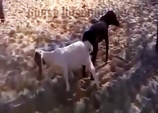 Goat ended up locked with dog during animal copulation