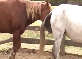 Camera is filming zoo sex on a farm between two horny horses