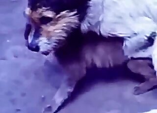 صور إباحية جنسية للحيوانات - يحاول الكلب الشهواني ضخ دماغ القطة