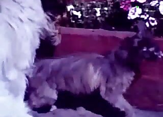يحاول الكلب تيرير في حالة شبق ممارسة الجنس مع القطة