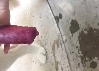 لقطة مقربة لقضيب الكلب أثناء إطلاقه كميات كبيرة من السائل المنوي