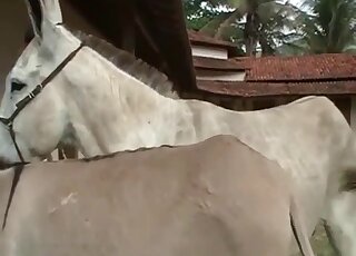 Amateur camera caught the copulation seance between donkeys in heat