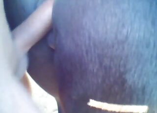 Amateur dude has his long cock ready for thick horse pussy