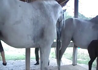 Amateur camera caught copulation session between horses in heat