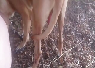 Boxer dog provided big ass amateur babe with outdoor pounding