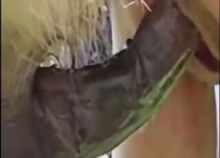 امرأة ناضجة هاوية تستمتع بالضرب من قبل كلب في مزرعة بواسطة قضيب حيوان ضخم