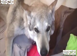 كلب في حالة شبق يعطي حفرًا مهبليًا مكثفًا لفتاة مراهقة خاضعة