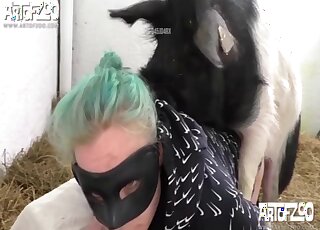 يهيمن الخنزير الممتلئ على بوما بانكيش في الحظيرة