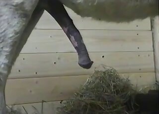 Animal porn - Copulation between donkeys in heat was caught on camera