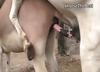 Donkeys get filmed while engaged in animal intercourse on a farm